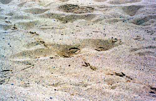 Whose footprints could these be?